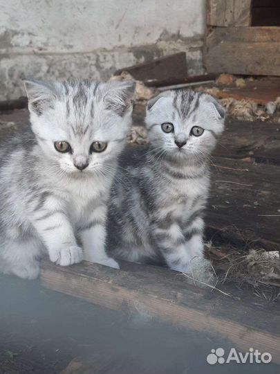 Шотландские вислоухие котята мраморные
