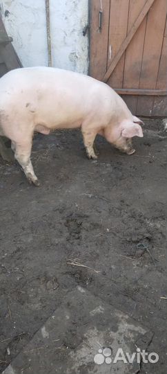 Услуги хряка