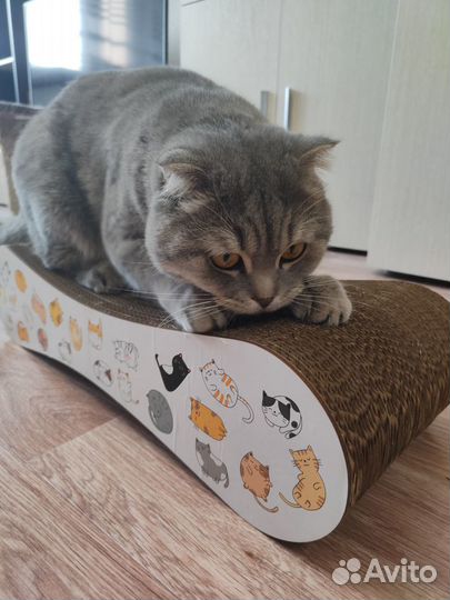 Когтеточка опт и розница