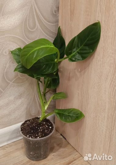 Филодендрон субхастатум, Калатея