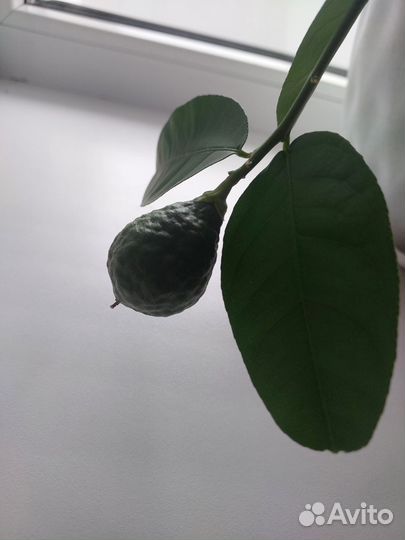 Лимон плодоносящий