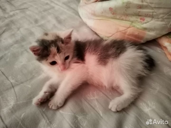 Отдам котёнка(девочку ) в добрые руки