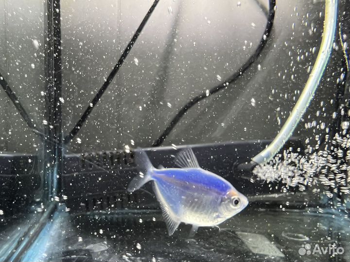 Аквариум с рыбкой