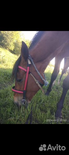 Продам лошадь кобылу