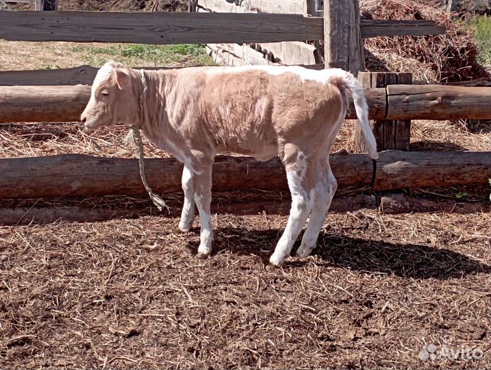 Телята 1,5 месячные