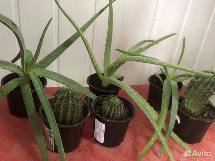 Продаются алоэ и кактусы