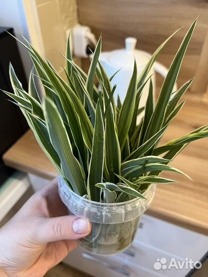 Хлорофитум лаксум