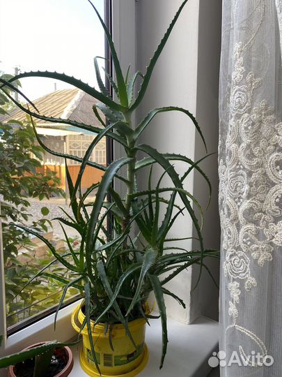 Алоэ лечебный -3 и 4 года