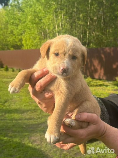 Собака в добрые руки отдам бесплатно
