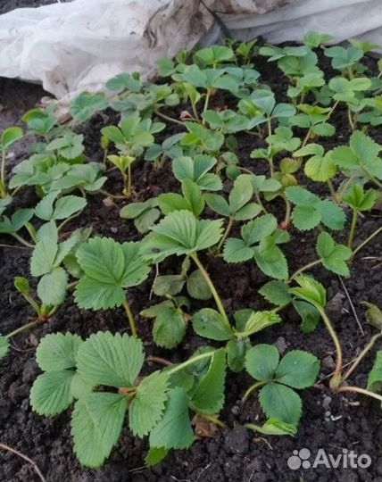 Усы Виктории фестивальная