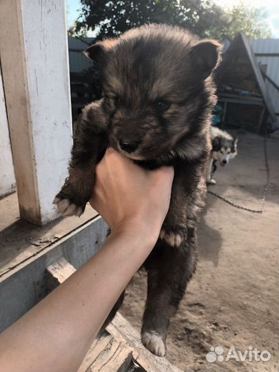 Маламут щенки бесплатно