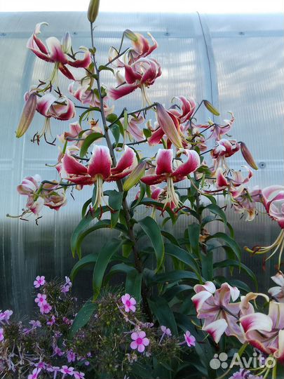 Многолетники