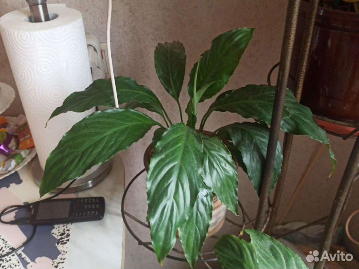 Спатифиллум