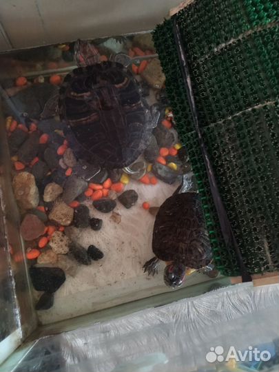 Красноухая черепаха с аквариумом