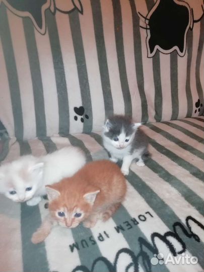 Котята в добрые руки