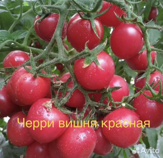 Рассада томаты
