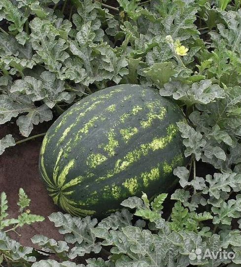 Арбуз каристан F 1