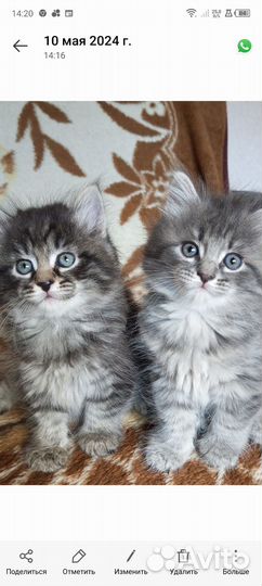 Котята сибирской кошки