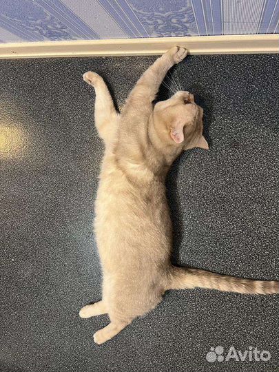 Кот в добрые руки