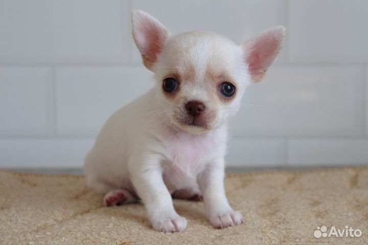 Чихуахуа девочки