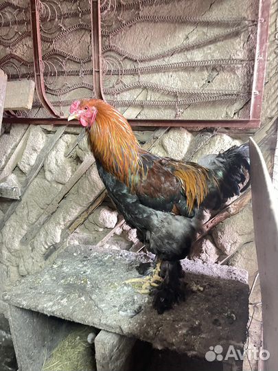 Продам петуха породы Брама