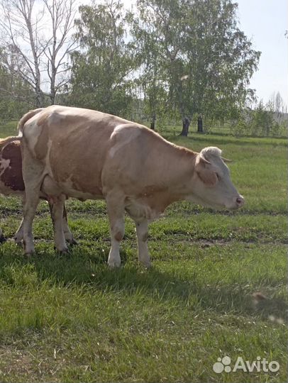 Корова высокоудойная