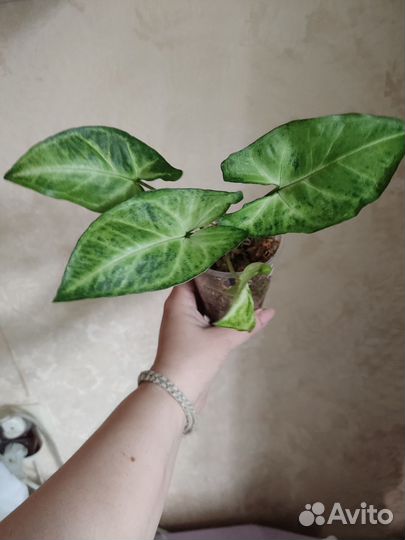 Сингониум,сциндапсус,монстера