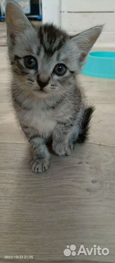 Кошки бесплатно