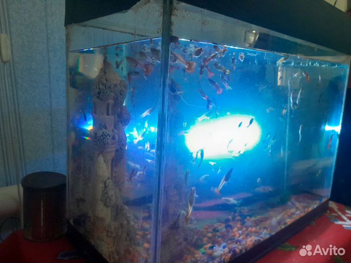 Продаю гуппи