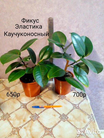 Филодендроны 2