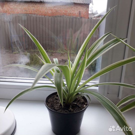 Хлорофитум лаксум