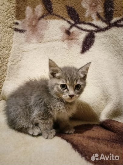 Кошечка в добрые руки