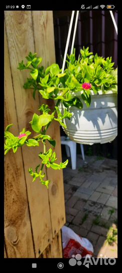 Аптения Мезембриантемум сердцелистный