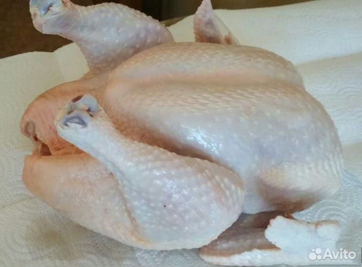 Домашние куры бройлеры