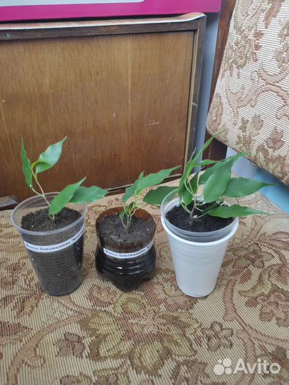 Фикус бенджамина Кинки, Бафт, Экзотика