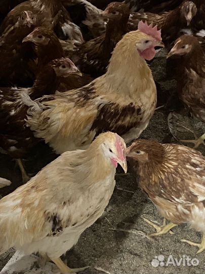 Молодые петухи