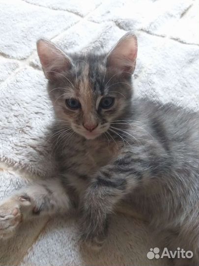 Котята бесплатно
