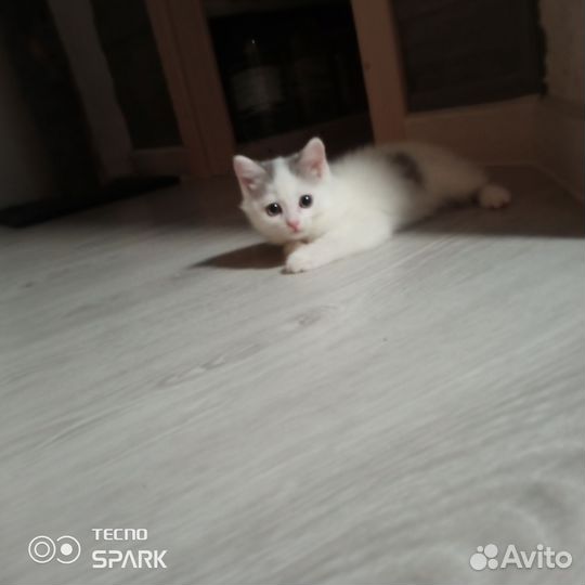 Котенок - девочка в добрые руки