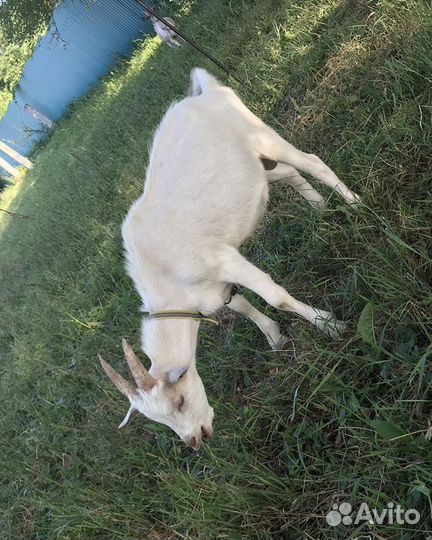 Козлики/козочки