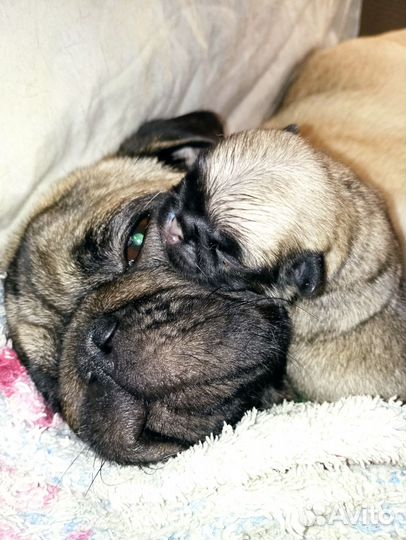 Щенки мопса