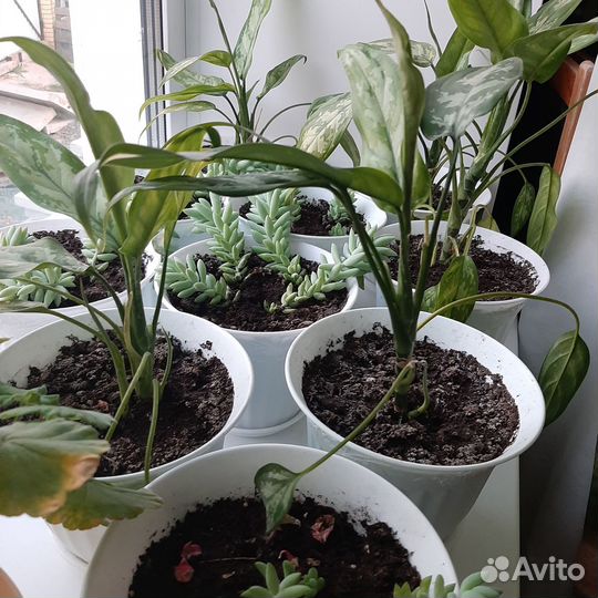 Садовые и комнатные цветы