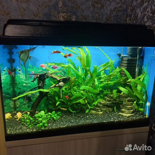 Аквариум с рыбками бу