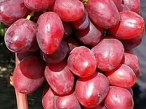 Виноград ягоды