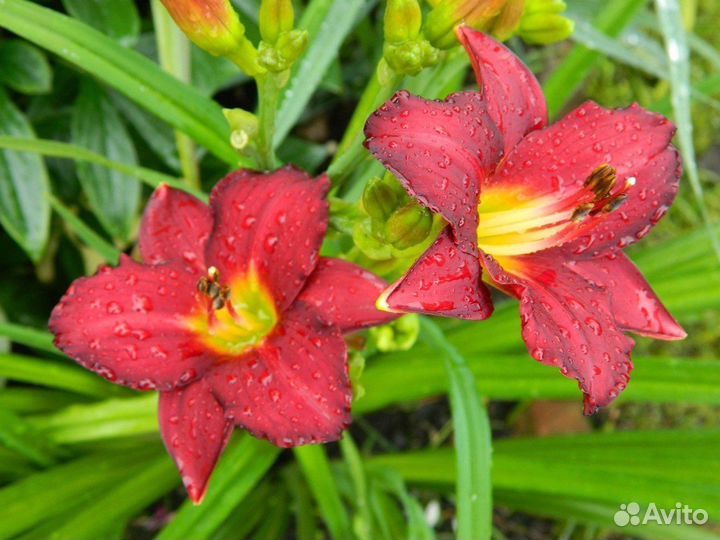 Лилейники сортовые