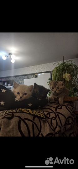 Шотландские котята