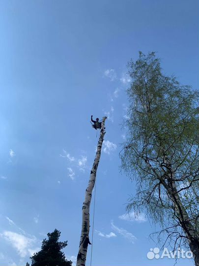 Валка деревьев частями