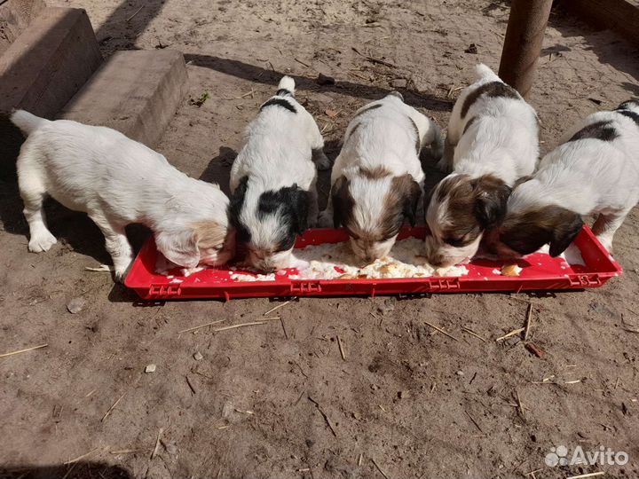 Щенки Русского охотничьего спаниеля