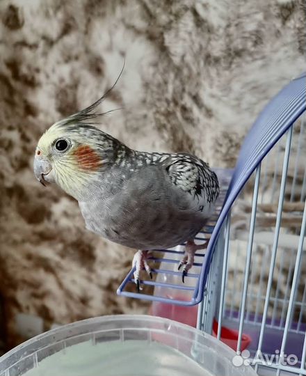 Корелла самка