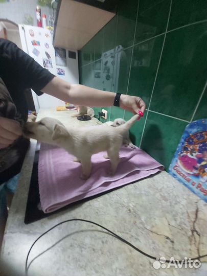 Щенки Лабрадора