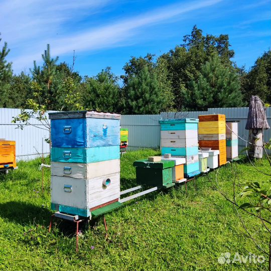 Продается пасека